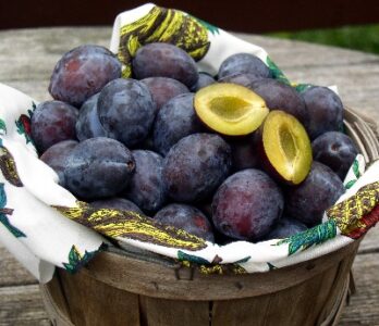 Can Milk Control Brown Rot? Image